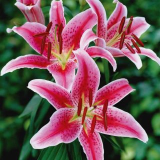 Stargazer Lily Thumbnail